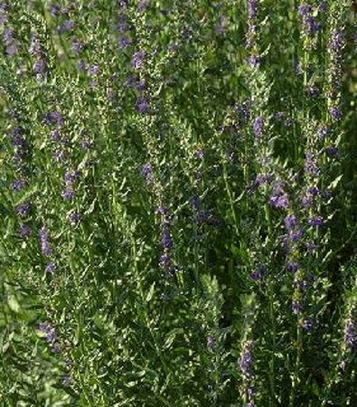 Hyssopus officinalis P9 - afbeelding 1