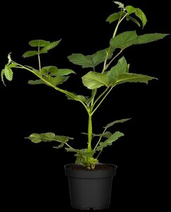 Rubus fruticosus 'Black Satin' 50/60 C. 