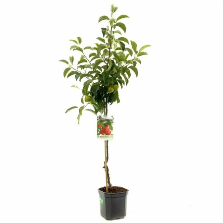 Malus d. 'Pinova' 125/150 C. - afbeelding 1