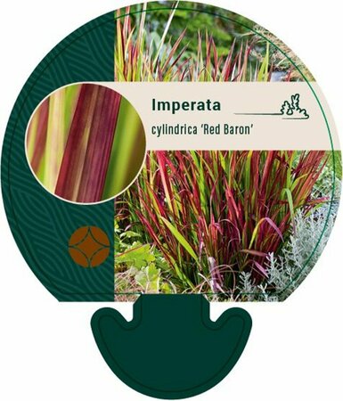 Imperata cylindrica 'Red Baron' P9 - afbeelding 9