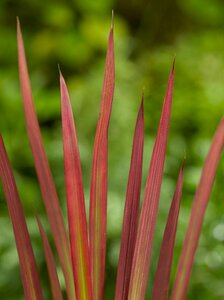 Imperata cylindrica 'Red Baron' P9 - afbeelding 4