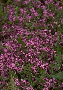 Saponaria ocymoides P9