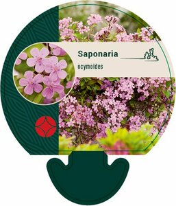 Saponaria ocymoides P9 - afbeelding 7