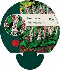 Persicaria affinis 'Darjeeling Red' P9 - afbeelding 10
