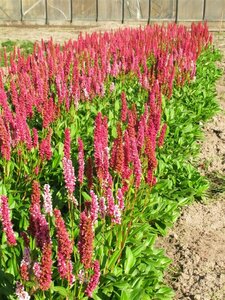 Persicaria affinis 'Darjeeling Red' P9 - afbeelding 4