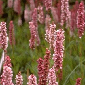 Persicaria affinis 'Darjeeling Red' P9 - afbeelding 3