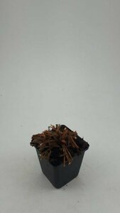 Persicaria affinis 'Darjeeling Red' P9 - afbeelding 5