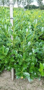 Prunus laurocerasus 'Rotundifolia' 200/225 KL. - afbeelding 9