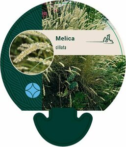 Melica ciliata P9
