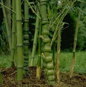 Phyllostachys aurea 150/175 C.