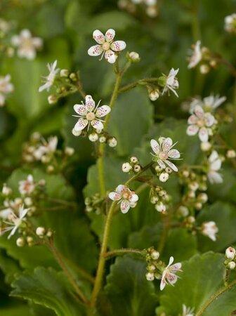 Saxifraga urbium P9 - afbeelding 1