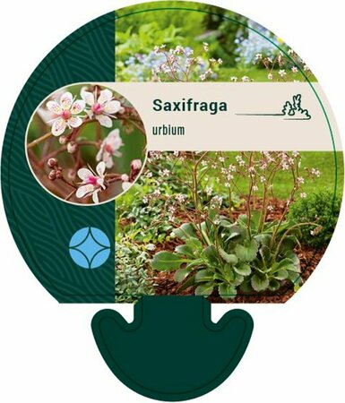 Saxifraga urbium P9 - afbeelding 5