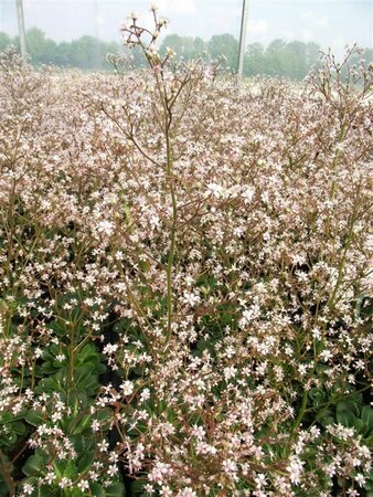 Saxifraga urbium P9 - afbeelding 2