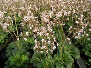 Saxifraga urbium P9 - afbeelding 3