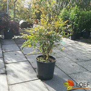 Nandina domestica 30/40 C. - afbeelding 2