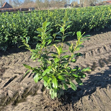 Prunus laurocerasus 'Novita' 150/175 C. - afbeelding 3
