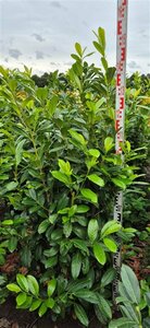 Prunus laurocerasus 'Novita' 150/175 C. - afbeelding 5