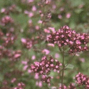 Origanum laevigatum 'Herrenhausen' P9 - afbeelding 5