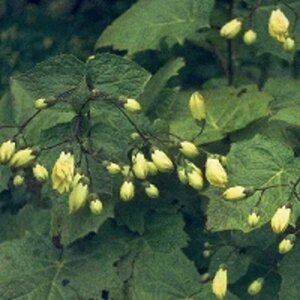 Kirengeshoma palmata P9 - afbeelding 3