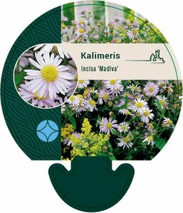 Kalimeris incisa 'Madiva' P9 - afbeelding 2