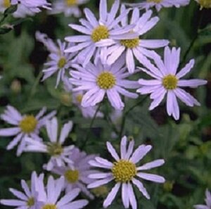 Kalimeris incisa 'Madiva' P9 - afbeelding 5