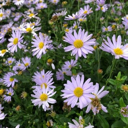 Kalimeris incisa 'Madiva' P9 - afbeelding 7