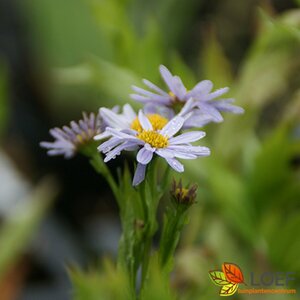 Kalimeris incisa 'Madiva' P9