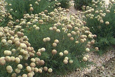 Santolina chamaecyparissus P9 - afbeelding 2