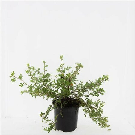 Potentilla fruticosa 'Abbotswood' C1.5 - afbeelding 4