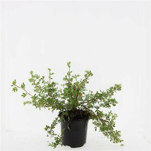 Potentilla fruticosa 'Abbotswood' C1.5 - afbeelding 4