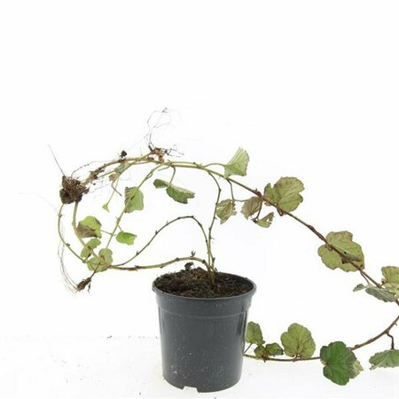 Rubus tricolor P9 - afbeelding 4