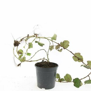 Rubus tricolor P9 - afbeelding 4