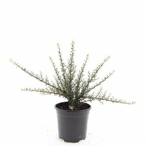 Rubus tricolor P9 - afbeelding 5