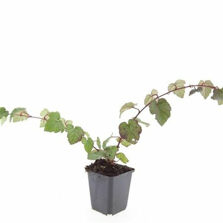 Rubus tricolor P9 - afbeelding 2