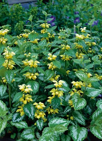 Lamiastrum galeobdolon 'Florentinum' P9 - afbeelding 3