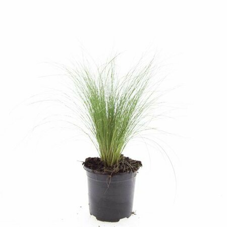 Stipa tenuissima 'Ponytails' P9 - afbeelding 6