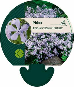 Phlox divaricata 'Clouds of Perfume' P9 - afbeelding 5