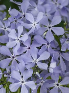 Phlox divaricata 'Clouds of Perfume' P9 - afbeelding 3
