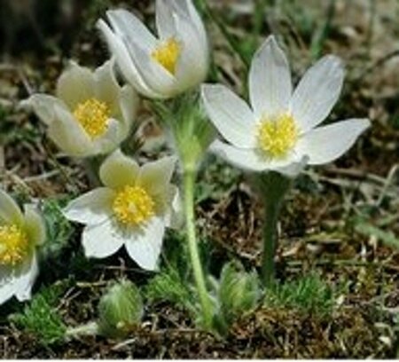 Pulsatilla vulgaris 'Alba' P9 - afbeelding 1