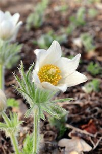 Pulsatilla vulgaris 'Alba' P9 - afbeelding 5