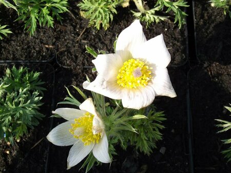 Pulsatilla vulgaris 'Alba' P9 - afbeelding 2