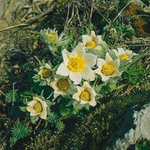 Pulsatilla vulgaris 'Alba' P9 - afbeelding 3