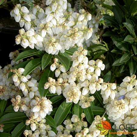 Pieris japonica 'Debutante' 25/30 C.