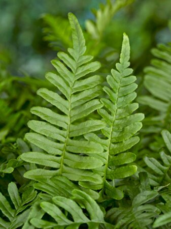 Polypodium vulgare P11 - afbeelding 4