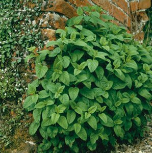 Melissa officinalis P9 - afbeelding 2