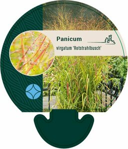 Panicum virgatum 'Rotstrahlbusch' C2