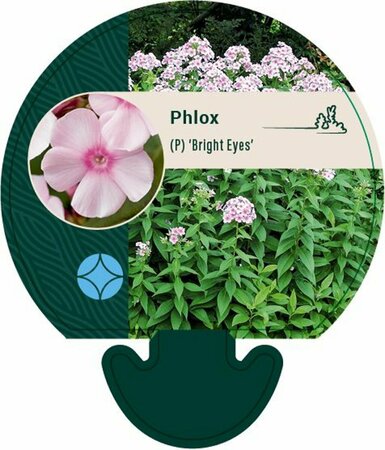Phlox paniculata 'Bright Eyes' P9 - afbeelding 7