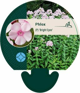 Phlox paniculata 'Bright Eyes' P9 - afbeelding 7