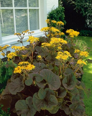 Ligularia dentata 'Othello' P9 - afbeelding 3