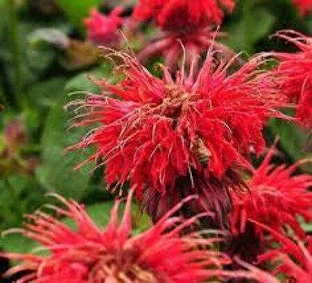 Monarda 'Cambridge Scarlet' P9 - afbeelding 5